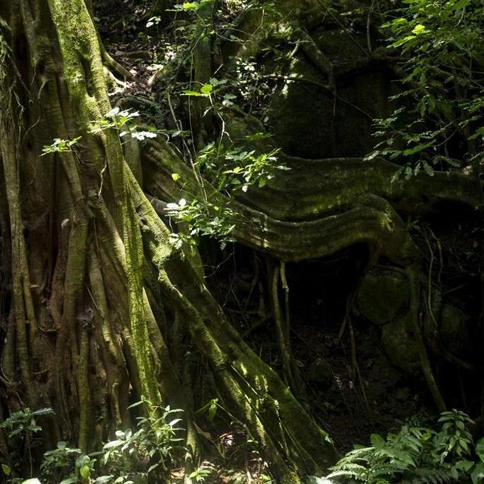 Costa Rica ponders ways to sustain reforestation success
